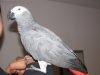 Hand-Raised-And-Talking-Congo-African-Grey-parrots-For-Sale-Adoption
