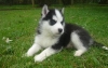 -♥-♥-Oustanding-and-cute-♥-♥-Siberian-Husky-Puppies-Available-♥-♥