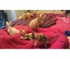 cute-sphynxs-kittens-for-sale